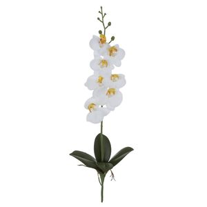Orquídea Phalaenopsis Rt com Folha X7 45cm Branco Orquídea Phalaenopsis Rt com Folha X7 45cm Branco