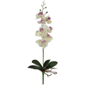 Orquídea Phalaenopsis Rt com Folha X7 45cm Creme Lavanda Orquídea Phalaenopsis Rt com Folha X7 45cm Creme Lavanda