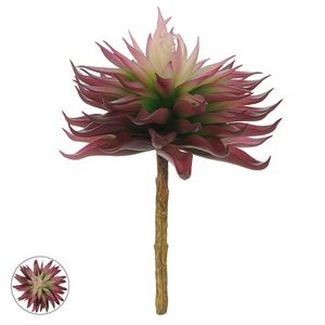 Suculenta Beauty 18cm Suculenta Beauty 18cm