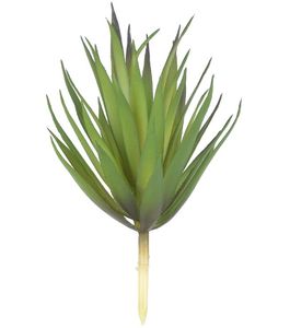 Suculenta Agave Verde 19cm Suculenta Agave Verde 19cm