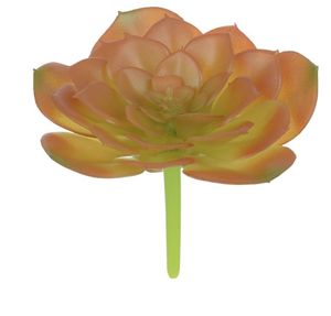 Suculenta Frosted Laranja Verde 9cm Suculenta Frosted Laranja Verde 9cm