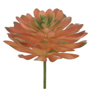 Suculenta Laranja Verde 9cm Suculenta Laranja Verde 9cm