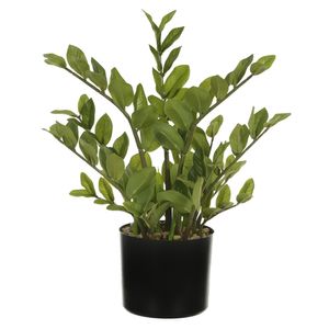 Árvore Zamioculca Real Toque com Pote 50cm Verde