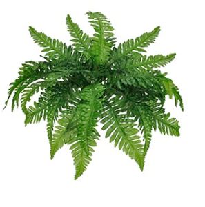 Folhagem Samambaia X24 36cm Verde Folhagem Samambaia X24 36cm Verde