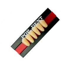 DENTE POP DENT COR 67 ANTERIOR INFERIOR A25 - VIPI