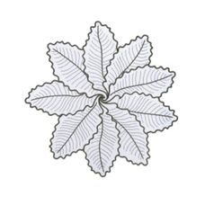LUGAR AMERICANO RED FLORAL PERCAL/ALGODAO VDE ESC